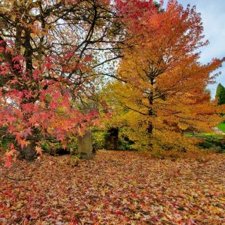 紅葉が美しい城