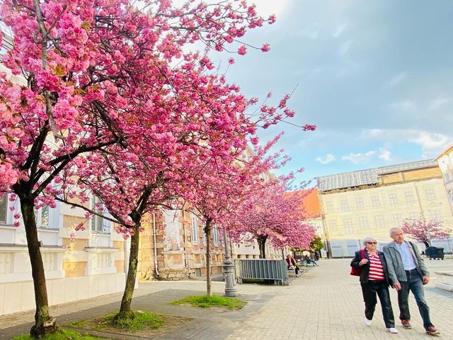 🌸 SPRING HAS SPRUNG IN MISKOLC 🌸