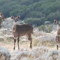 Bale Mountains Tours | Brilliant Ethiopia Tours