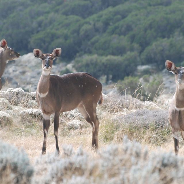 Bale Mountains Tours | Brilliant Ethiopia Tours