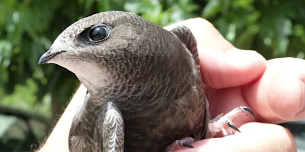 Swifts in Barnes Walk | Vine Road Recreation Ground