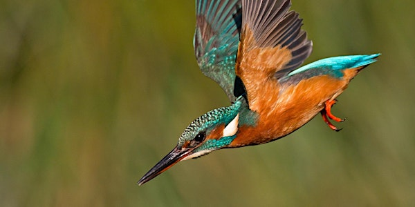 Langdon Birdwatching for Everyone | Langdon Nature Discovery Park