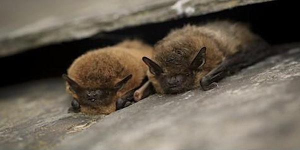 Introduction to Bats | Kingcombe Visitor Centre