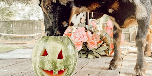 Watermelon Carving with Goats!! | Flowertown Charm
