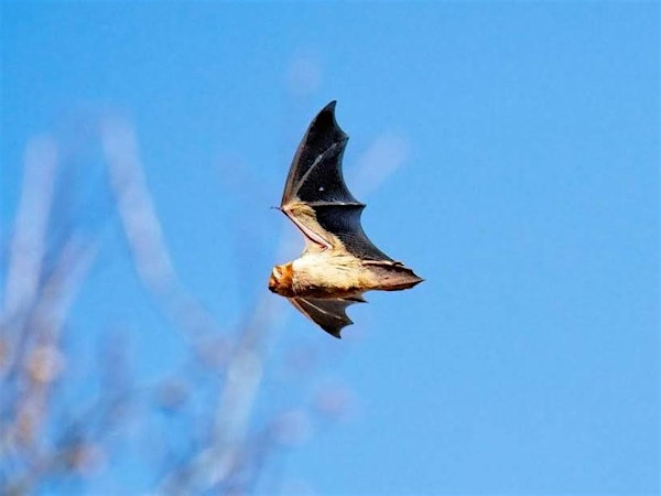 Nocturnal Navigators: Green-Wood Bat Walk | The Green-Wood Cemetery