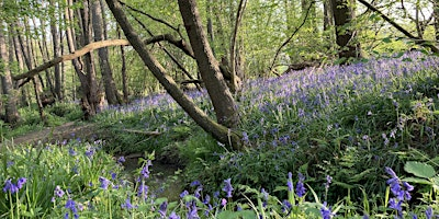 Walk Tonbridge Club -  Bluebells and the Viaduct | The Cardinals Error