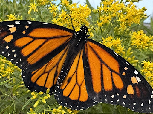 Stewardship Session  ~ Monarch Tagging , Seed Collecting & SEAd Bomb Making | Tiana Bayside Facility
