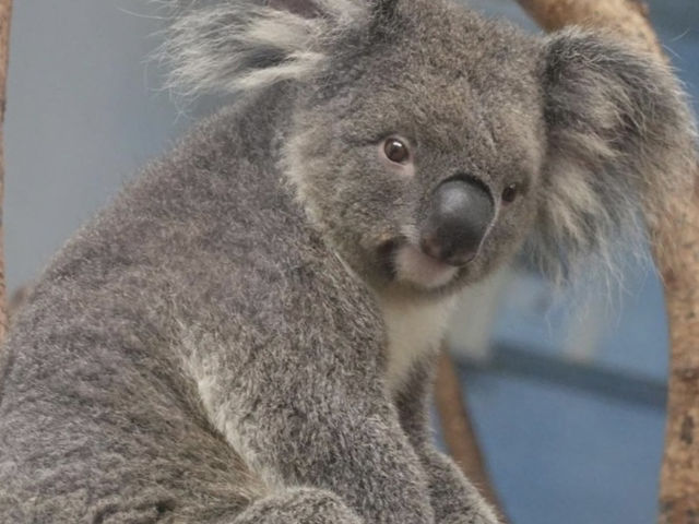 台北巿立動物園