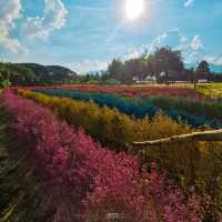 Flower Lovers. CNX | สวนดอกไม้เชียงใหม่​