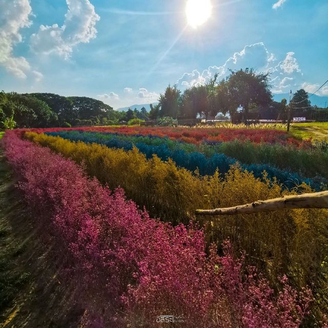 Flower Lovers. CNX | สวนดอกไม้เชียงใหม่​