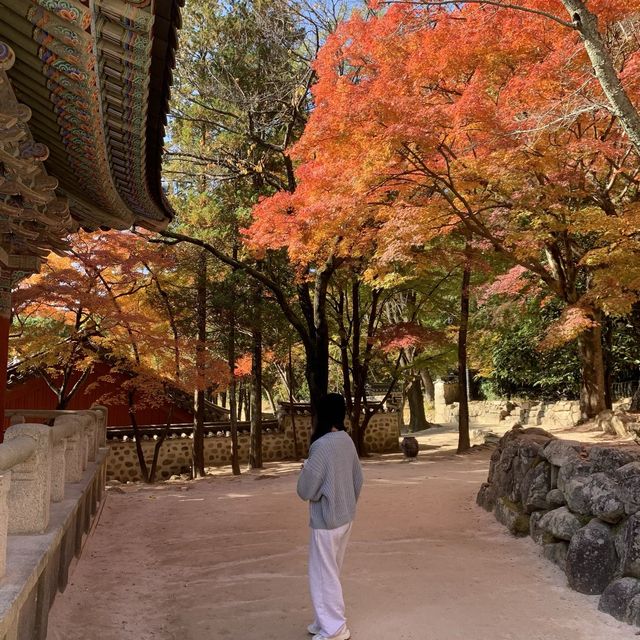 11월 단풍 구경하기 좋은 여행지, 경주 불국사 11월 단풍 구경하기 좋은 여행지, 경주 불국사