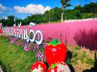 ไร่สตรอเบอรี่ล้านวิว🍓🍓🍓