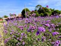 One day trip : วังน้ำเขียว