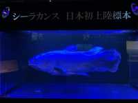【山口】海響館で関門海峡のお魚見学④