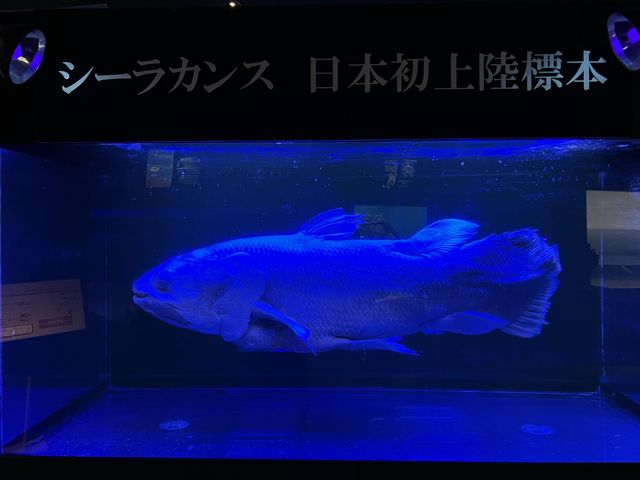 【山口】海響館で関門海峡のお魚見学④