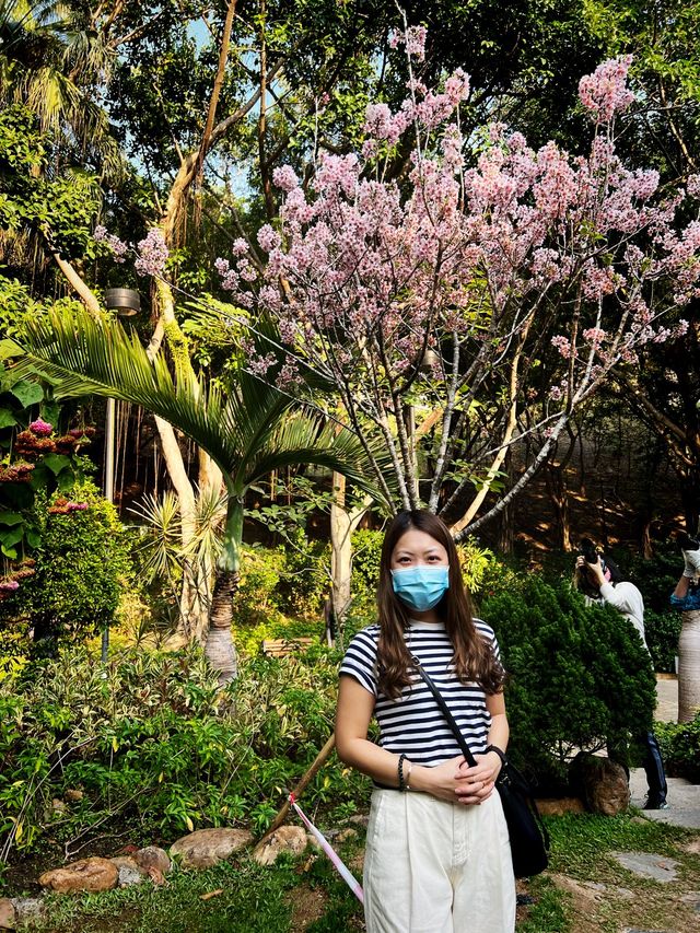 🌸城門谷公園賞櫻攻略🌸