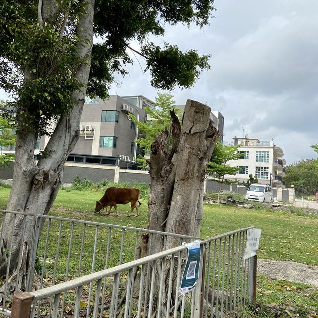 免費入場的小園地 📍天水圍