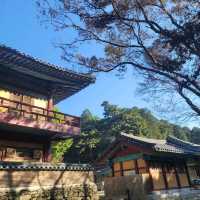 단풍여행 동학사
