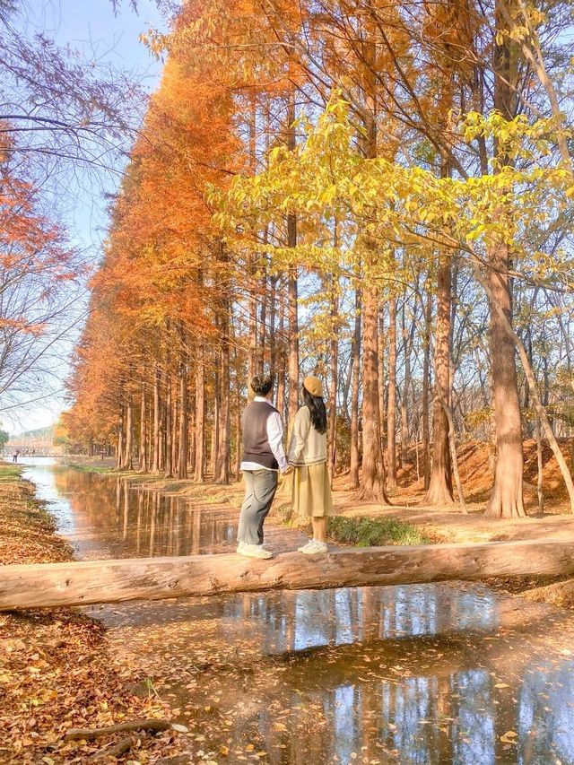 외나무다리 포토존으로 유명한 #천년숲정원 🍁 