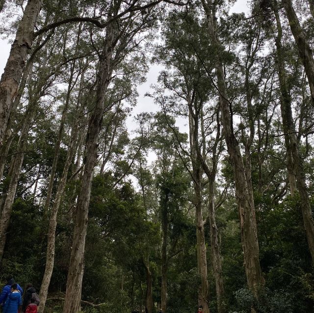 城門水塘⛰入門行山路線