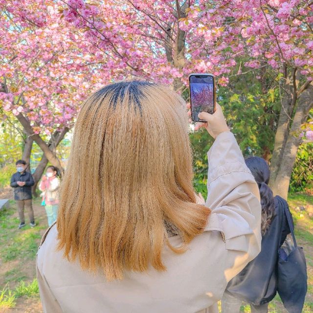 부산 겹벚꽃 명소, 부산 민주공원