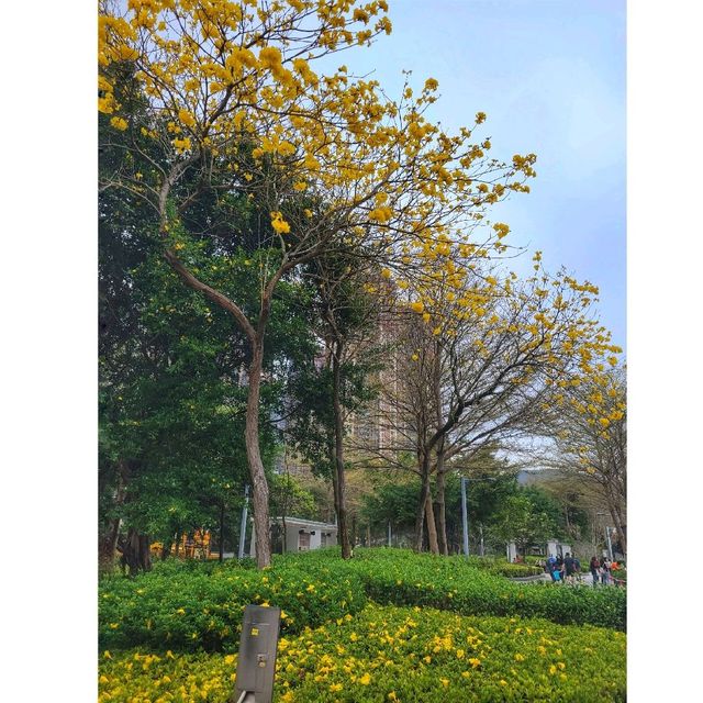 香港賞櫻。單車公園