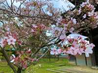 京都　KYOTO SAKURAめぐり❗️静寂の清涼寺の桜に感動❗️