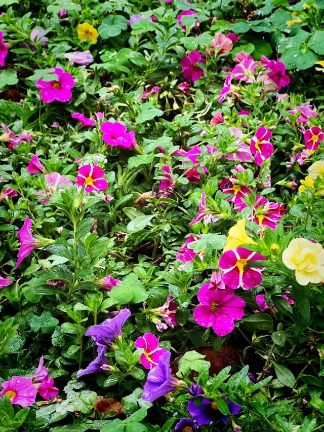 🌺春季賞花遊 | 九龍佐治五世紀念公園🌼