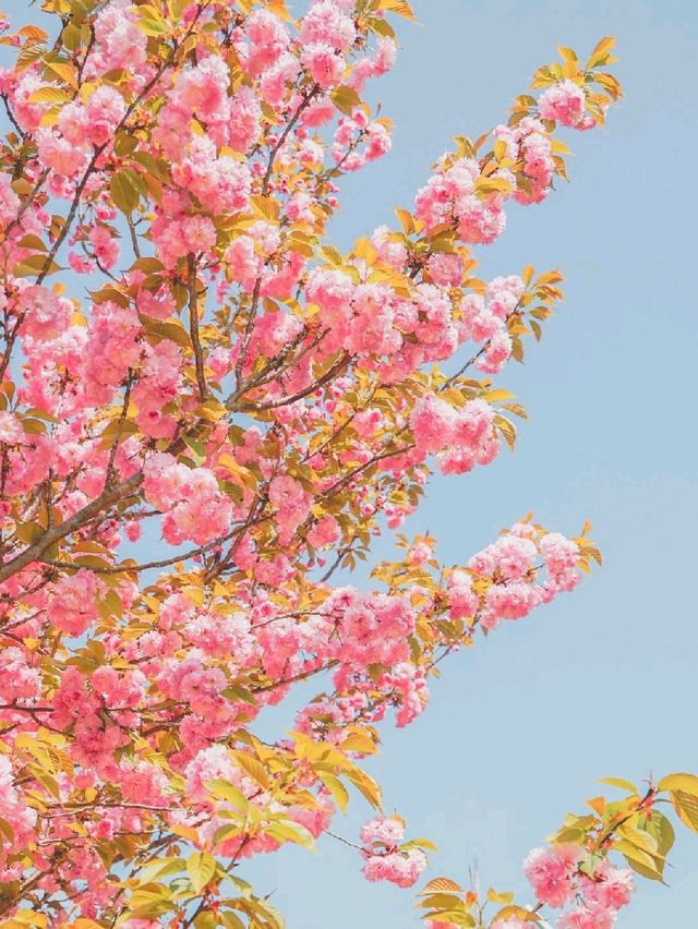 울산 숨겨진 겹벚꽃 명소 