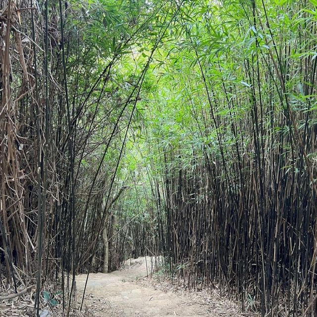 2個鐘輕鬆行河背水塘+港版迷你嵐山竹林隧道！