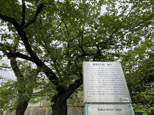 【大阪城公園】天守閣はもちろんお花見、お散歩なんでもできる