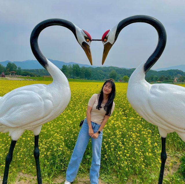 유채꽃이 가득한 5월의 고석정 꽃밭