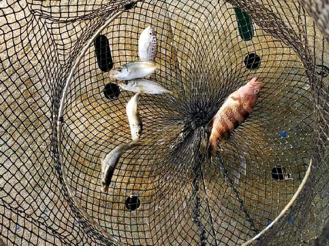另類水上活動~漁排釣魚🎣 另類水上活動~漁排釣魚🎣