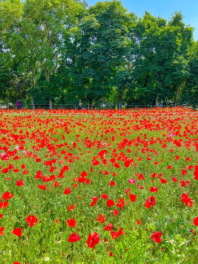 예쁜꽃들이 만개한 올림픽공원 들꽃마루🌼