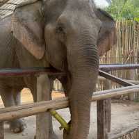 A Day with the Elephants 🐘 in Chiang Mai!