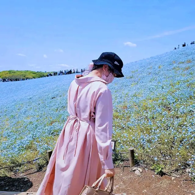 #Nemophila Blue♥️