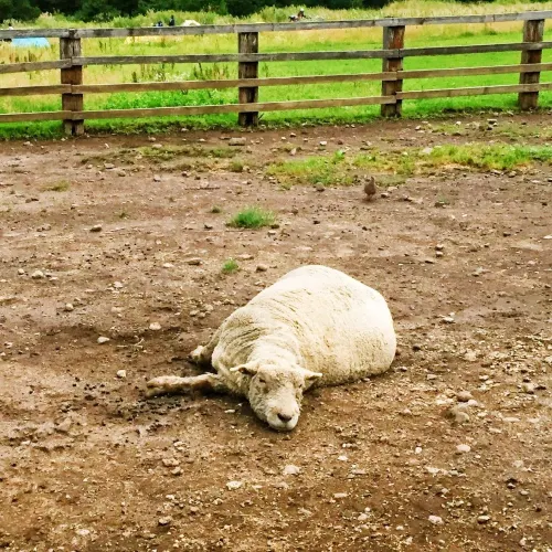 【北海道】星に手の届く丘キャンプ場🐑🐑🐑