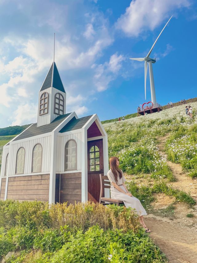 한국의 알프스 초원 평창 “청옥산 육백마지기” 🕊