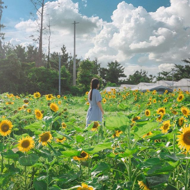 다양한 여름꽃이 있는 제주 항몽유적지 