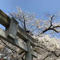 《上野》日本櫻花最前線♡上野花園神社百花齊開