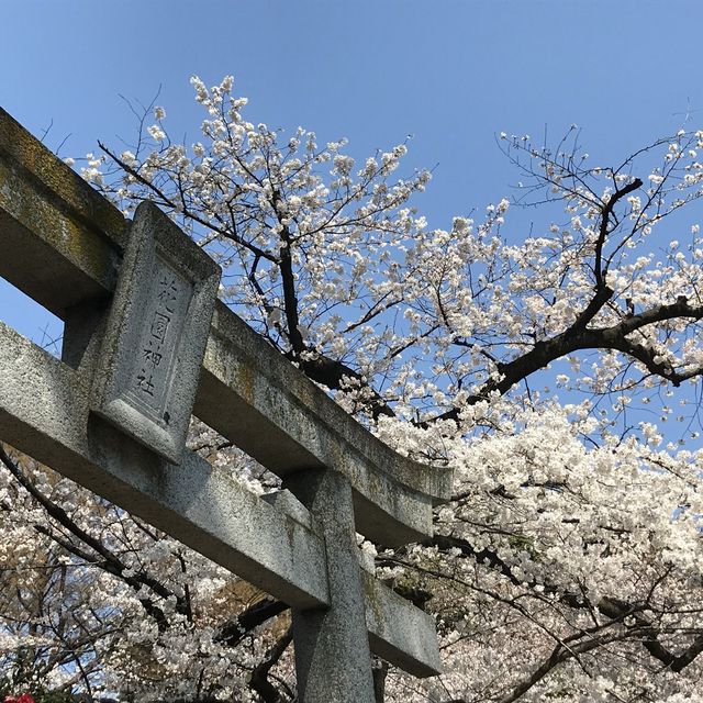 《上野》日本櫻花最前線♡上野花園神社百花齊開