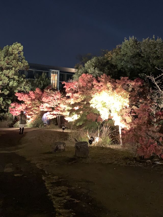 京都親子遊｜朱雀之庭賞夜楓