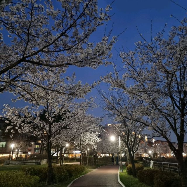 수원 벚꽃맛집은 🌸신동카페거리🌸