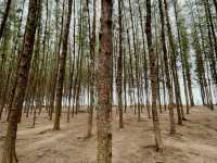 Pine Forest by the Beach
