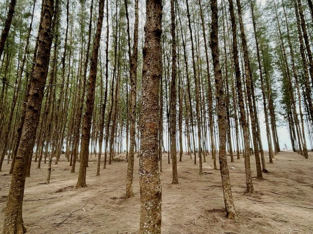 Pine Forest by the Beach