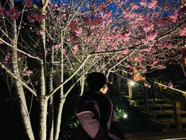 阿里山石棹步道群-櫻之道