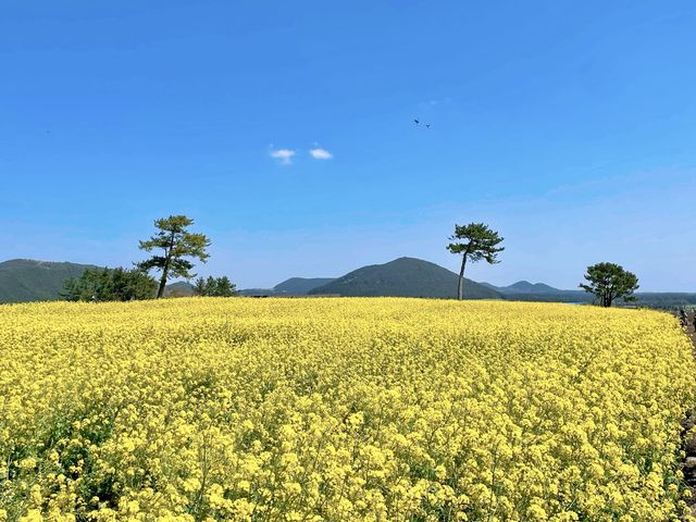 제주 보롬왓의 드넓은 유채꽃밭