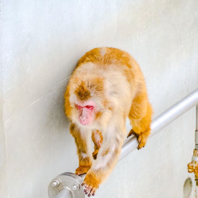 冬の円山動物園・サル山
