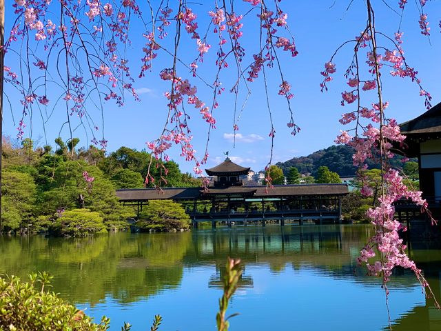 京都　SAKURA 桜めぐり❗️平安神宮の神苑の桜に感動❗️