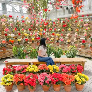 三重県 なばなの里の隣の花市場 Trip Com 桑名の旅のブログ